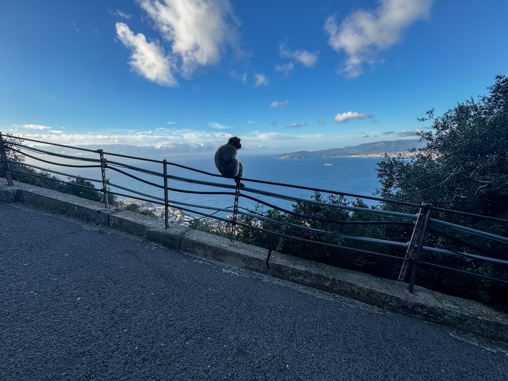 Barbary macaque overlooking mid-town Gibraltar.